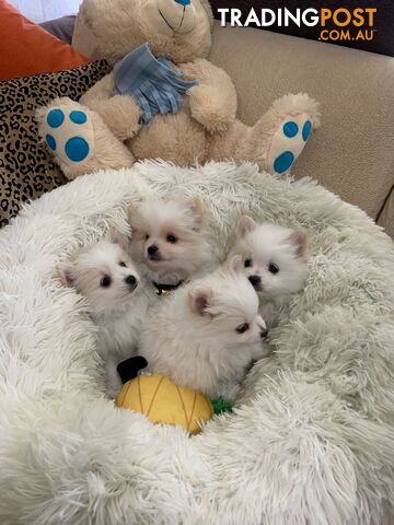4 Pomeranian puppies for sale under 8 weeks old