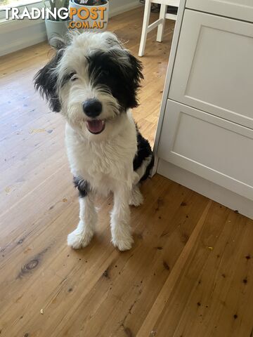 14 month old Border Collie x Poodle (microchipped and desexed)