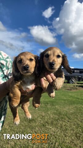 Miniature Long Hair Dachshund Puppies- ONLY 2 PUPS LEFT