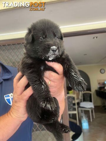 German Shepherd Pups