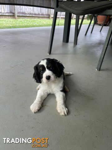 Adorable cavoodle looking for their forever homes.