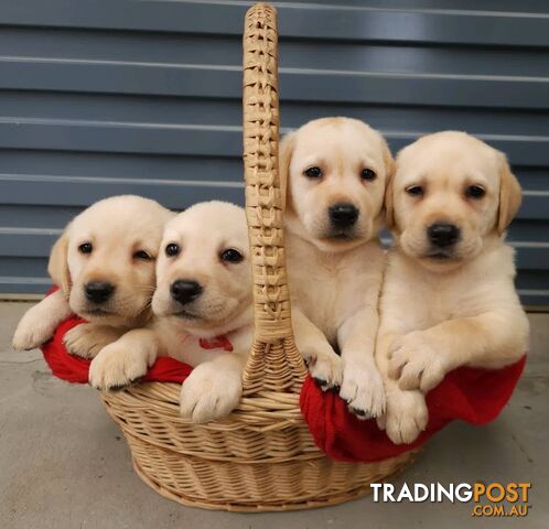 Lovely Pure Breed Labrador Puppies for Sale