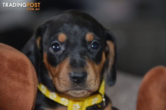 Beautiful Purebred Miniature Dachshund Puppies for Sale.