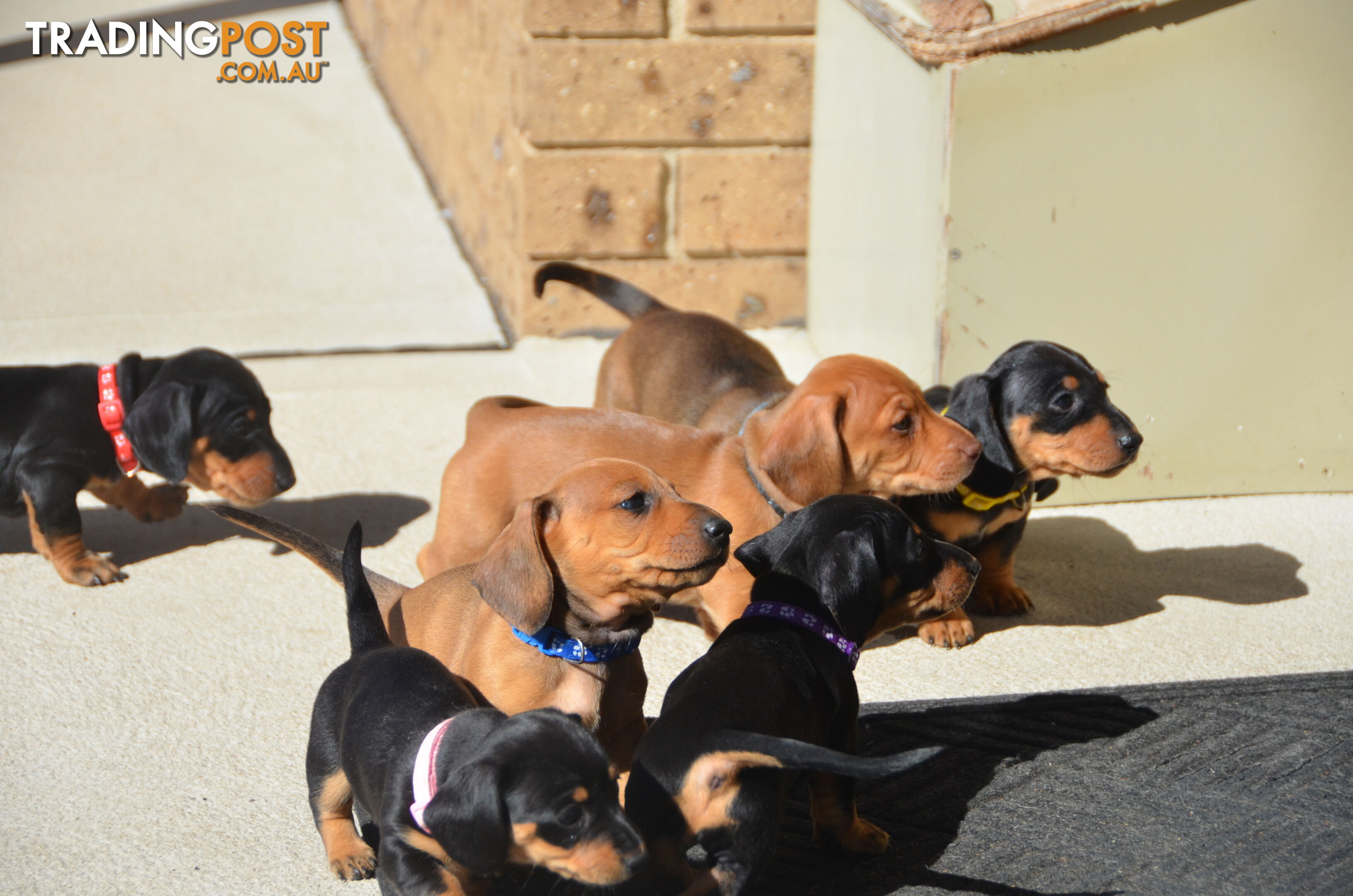 Beautiful Purebred Miniature Dachshund Puppies for Sale.