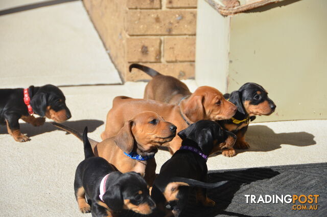 Beautiful Purebred Miniature Dachshund Puppies for Sale.