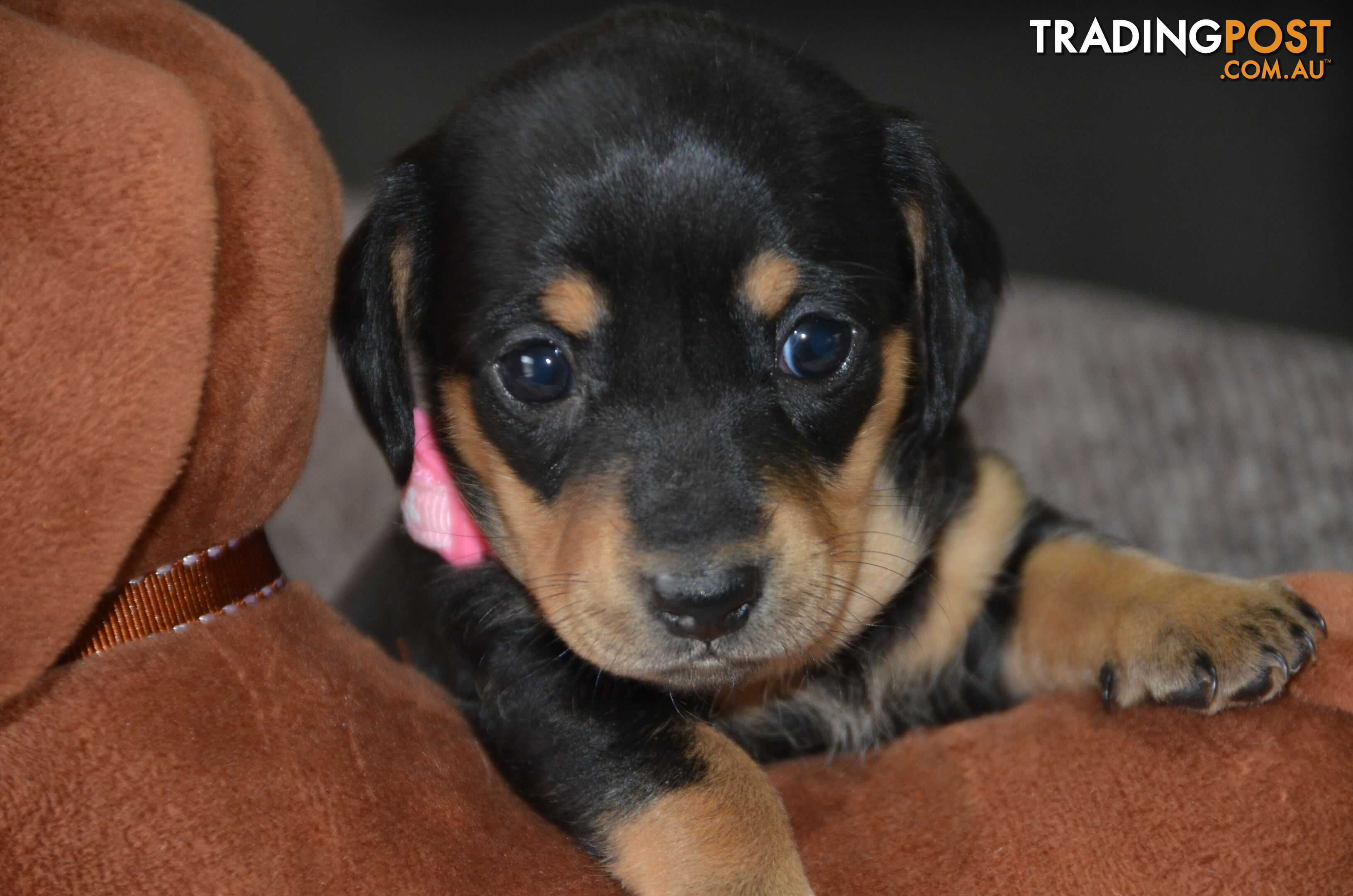 Beautiful Purebred Miniature Dachshund Puppies for Sale.