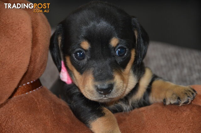 Beautiful Purebred Miniature Dachshund Puppies for Sale.