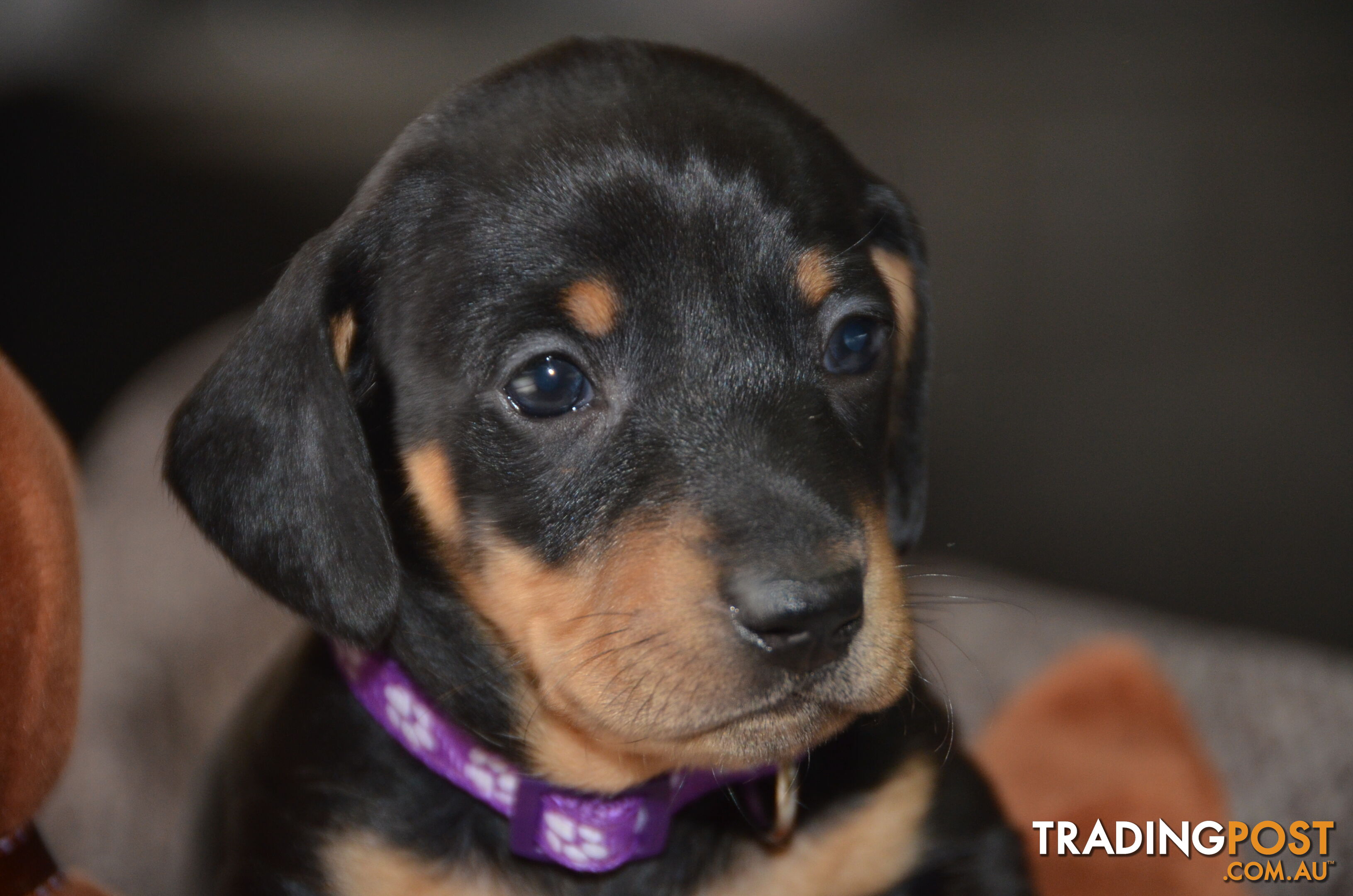 Beautiful Purebred Miniature Dachshund Puppies for Sale.