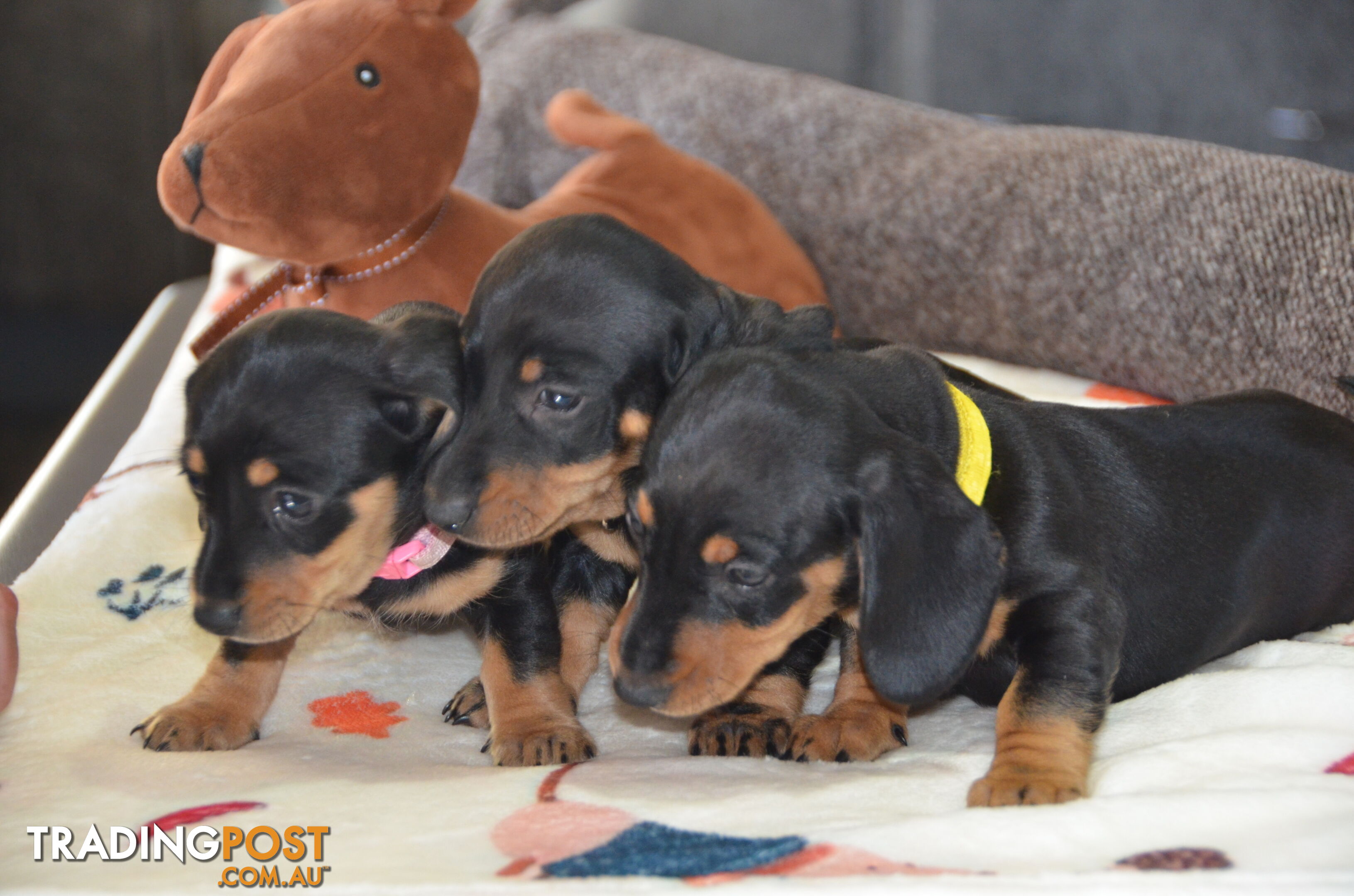 Beautiful Purebred Miniature Dachshund Puppies for Sale.