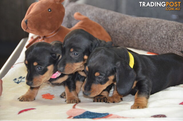 Beautiful Purebred Miniature Dachshund Puppies for Sale.