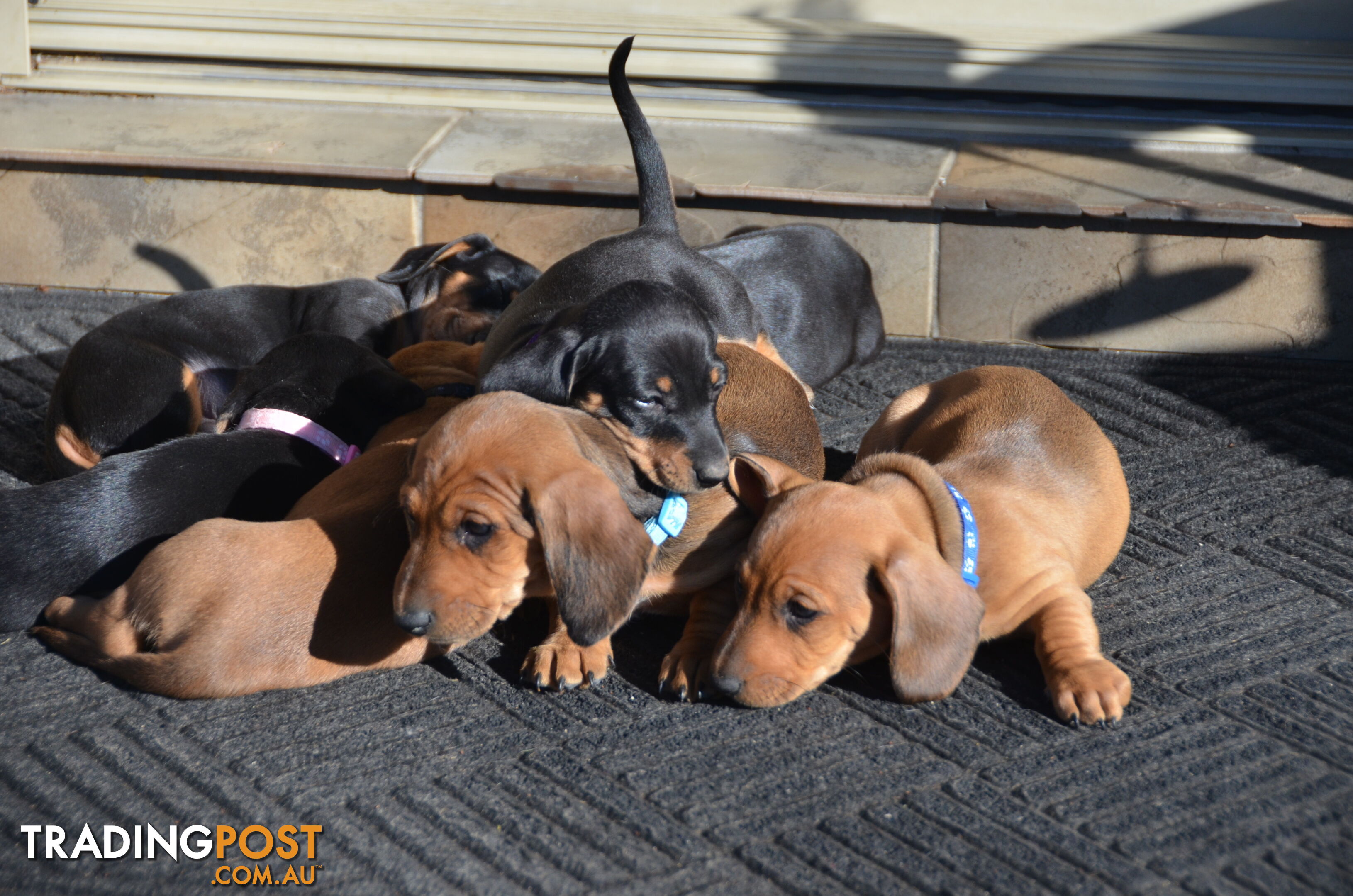 Beautiful Purebred Miniature Dachshund Puppies for Sale.