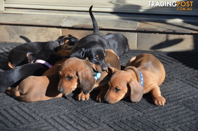 Beautiful Purebred Miniature Dachshund Puppies for Sale.