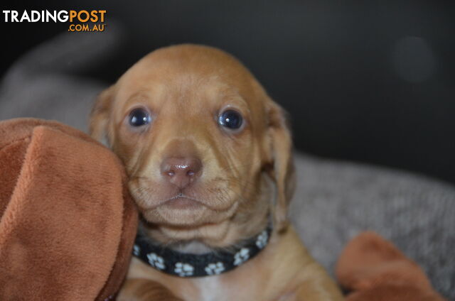 Beautiful Purebred Miniature Dachshund Puppies for Sale.