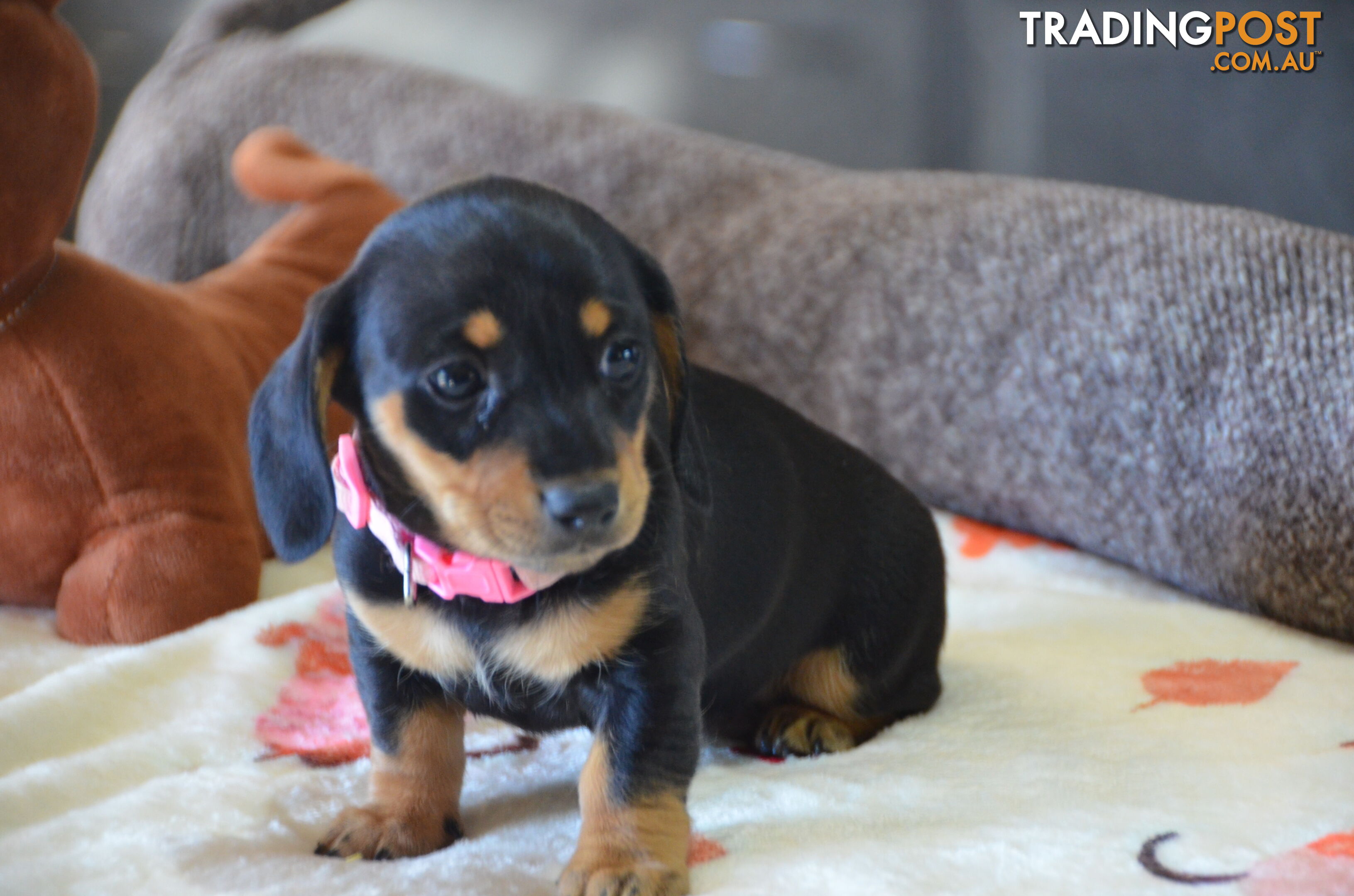 Beautiful Purebred Miniature Dachshund Puppies for Sale.