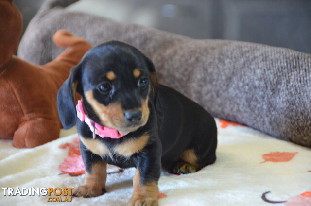 Beautiful Purebred Miniature Dachshund Puppies for Sale.