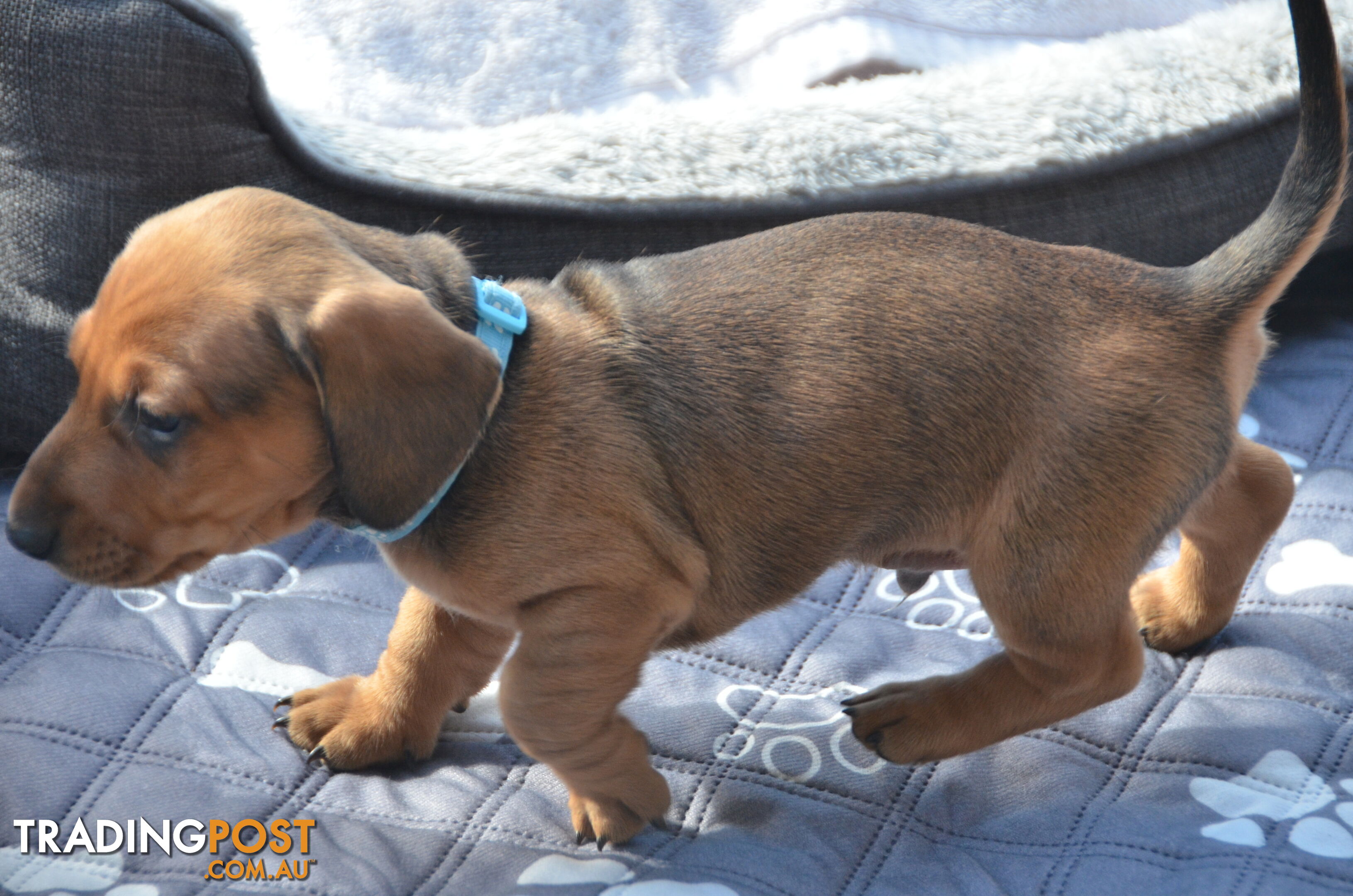 Beautiful Purebred Miniature Dachshund Puppies for Sale.