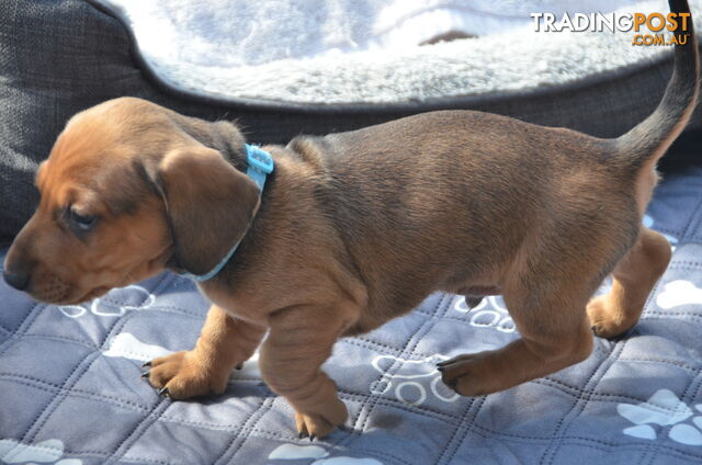 Beautiful Purebred Miniature Dachshund Puppies for Sale.