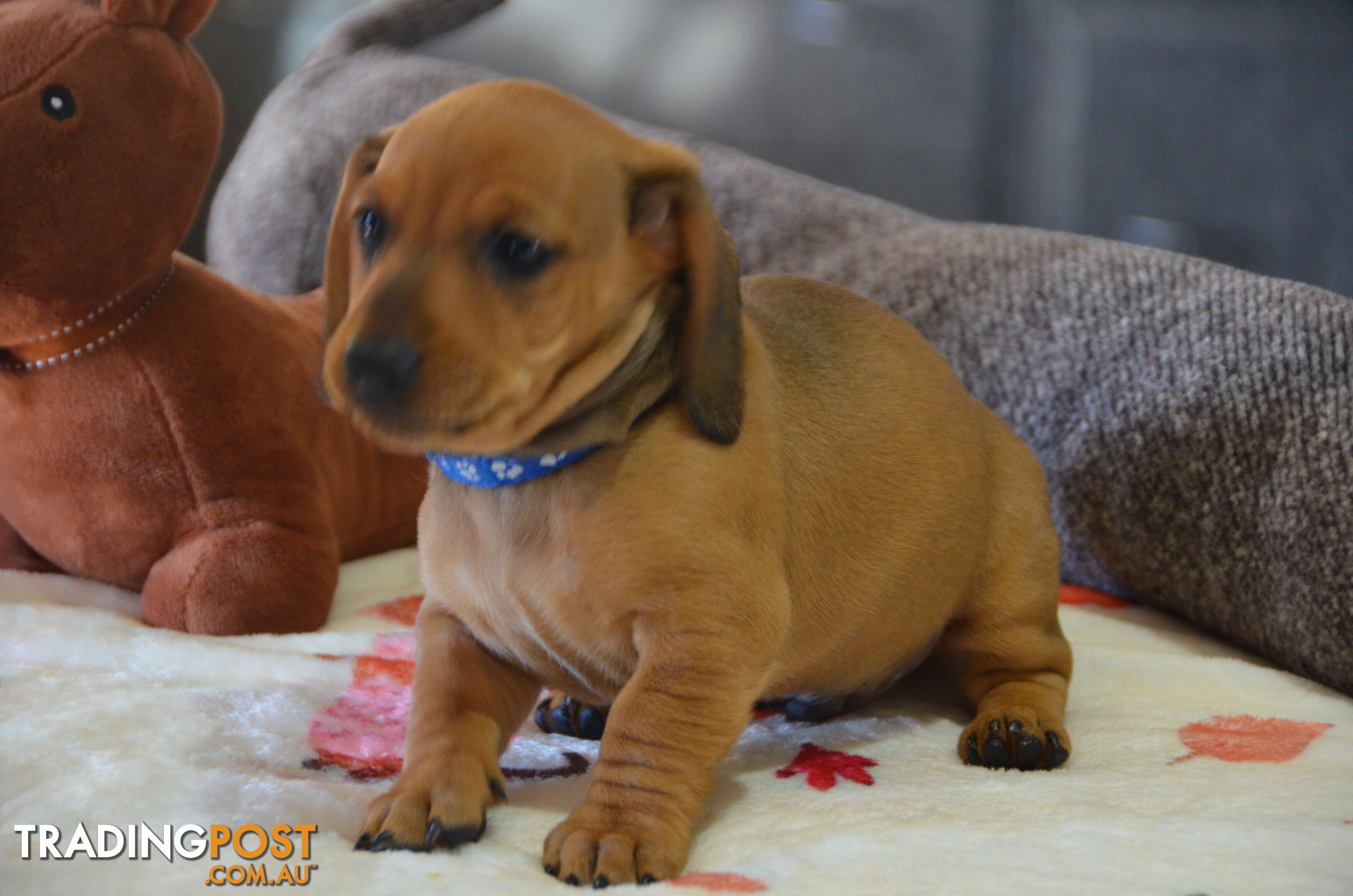 Beautiful Purebred Miniature Dachshund Puppies for Sale.