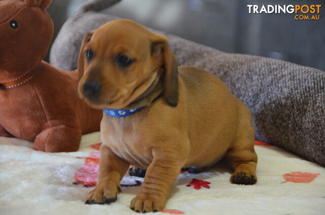 Beautiful Purebred Miniature Dachshund Puppies for Sale.