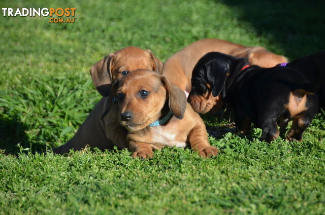 Beautiful Purebred Miniature Dachshund Puppies for Sale.