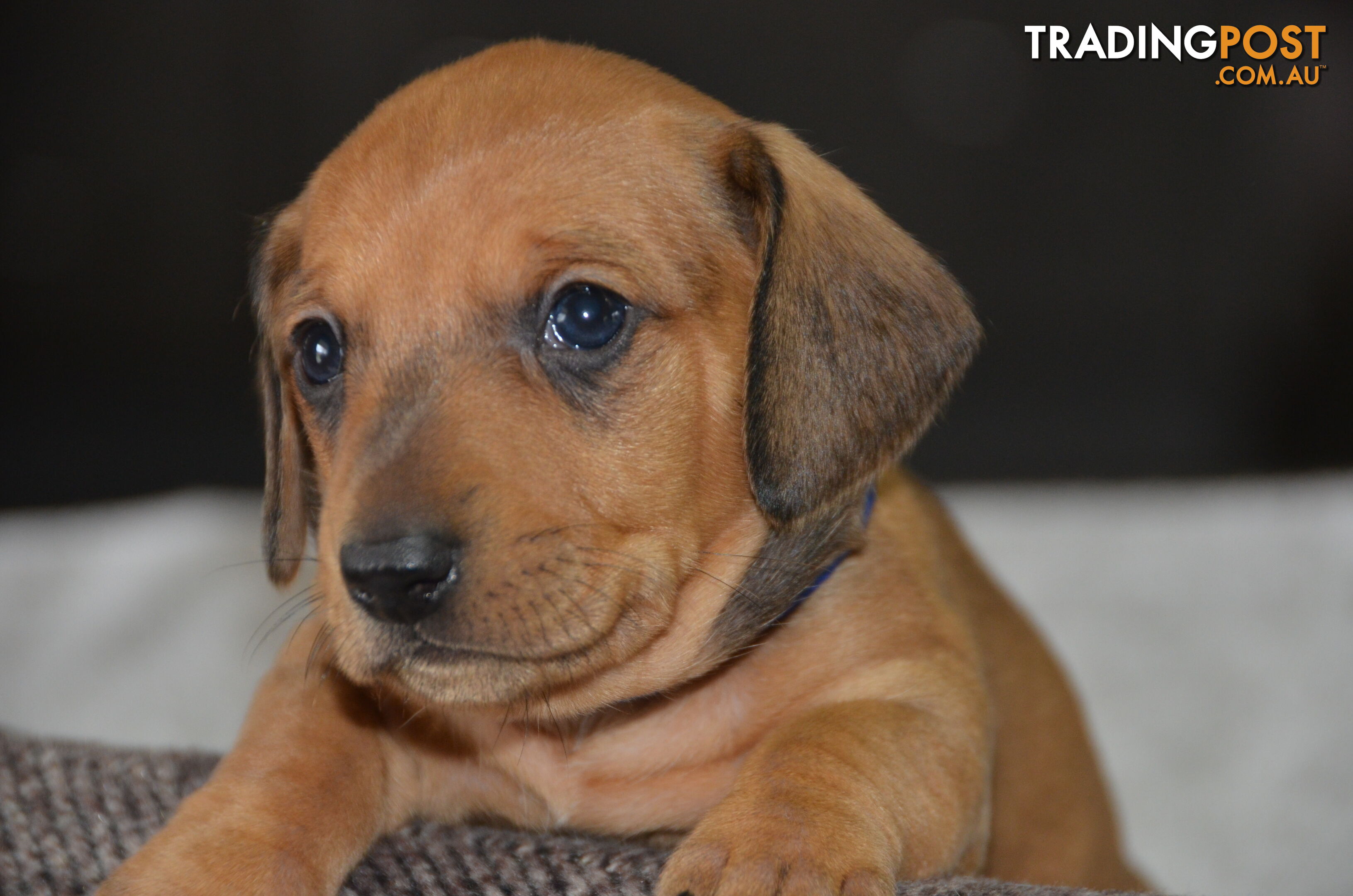 Beautiful Purebred Miniature Dachshund Puppies for Sale.