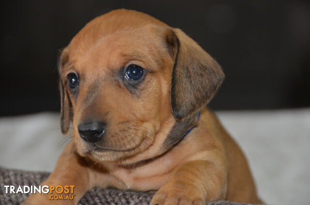 Beautiful Purebred Miniature Dachshund Puppies for Sale.