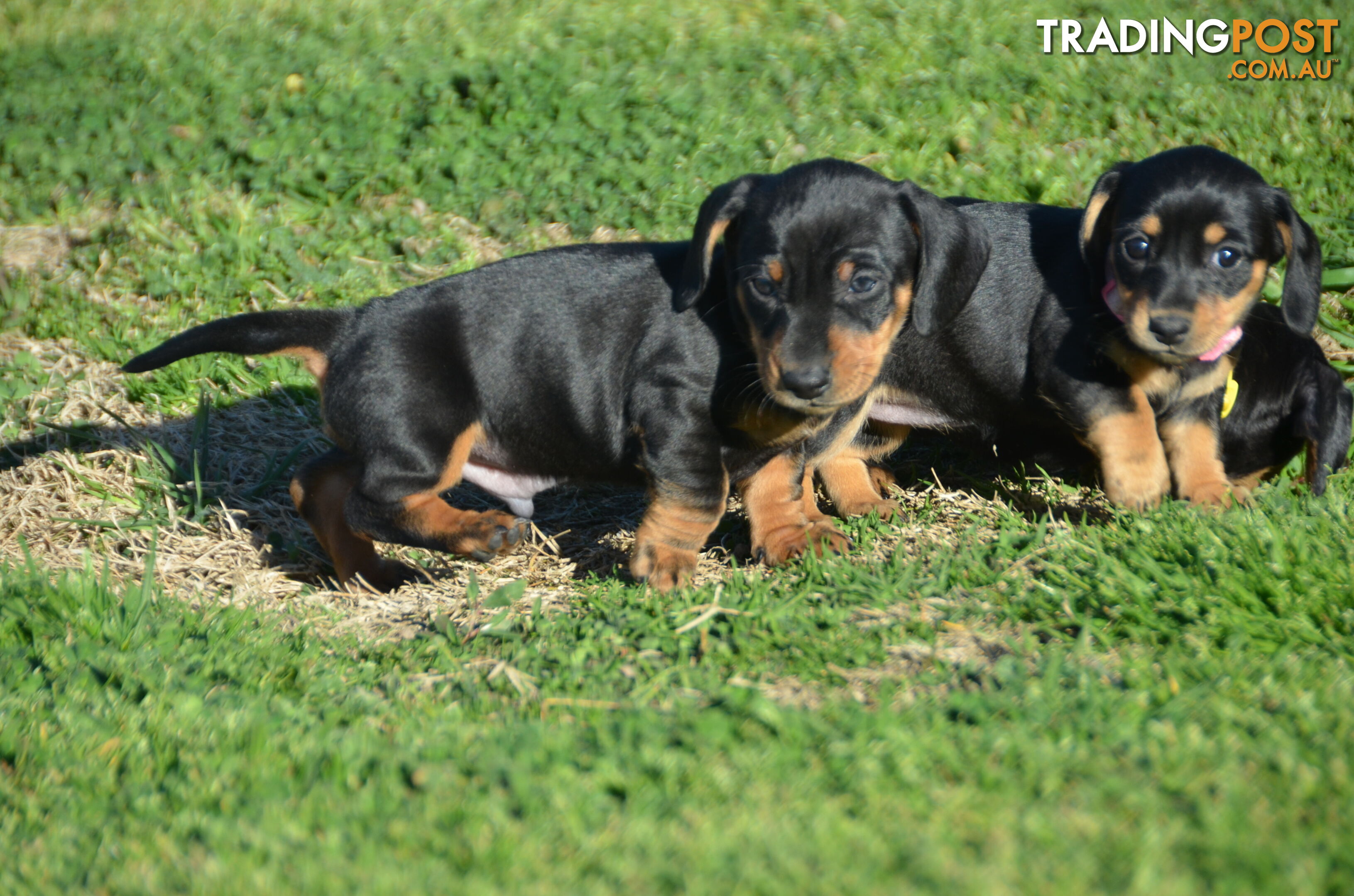 Beautiful Purebred Miniature Dachshund Puppies for Sale.