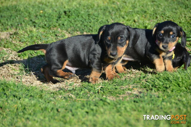 Beautiful Purebred Miniature Dachshund Puppies for Sale.