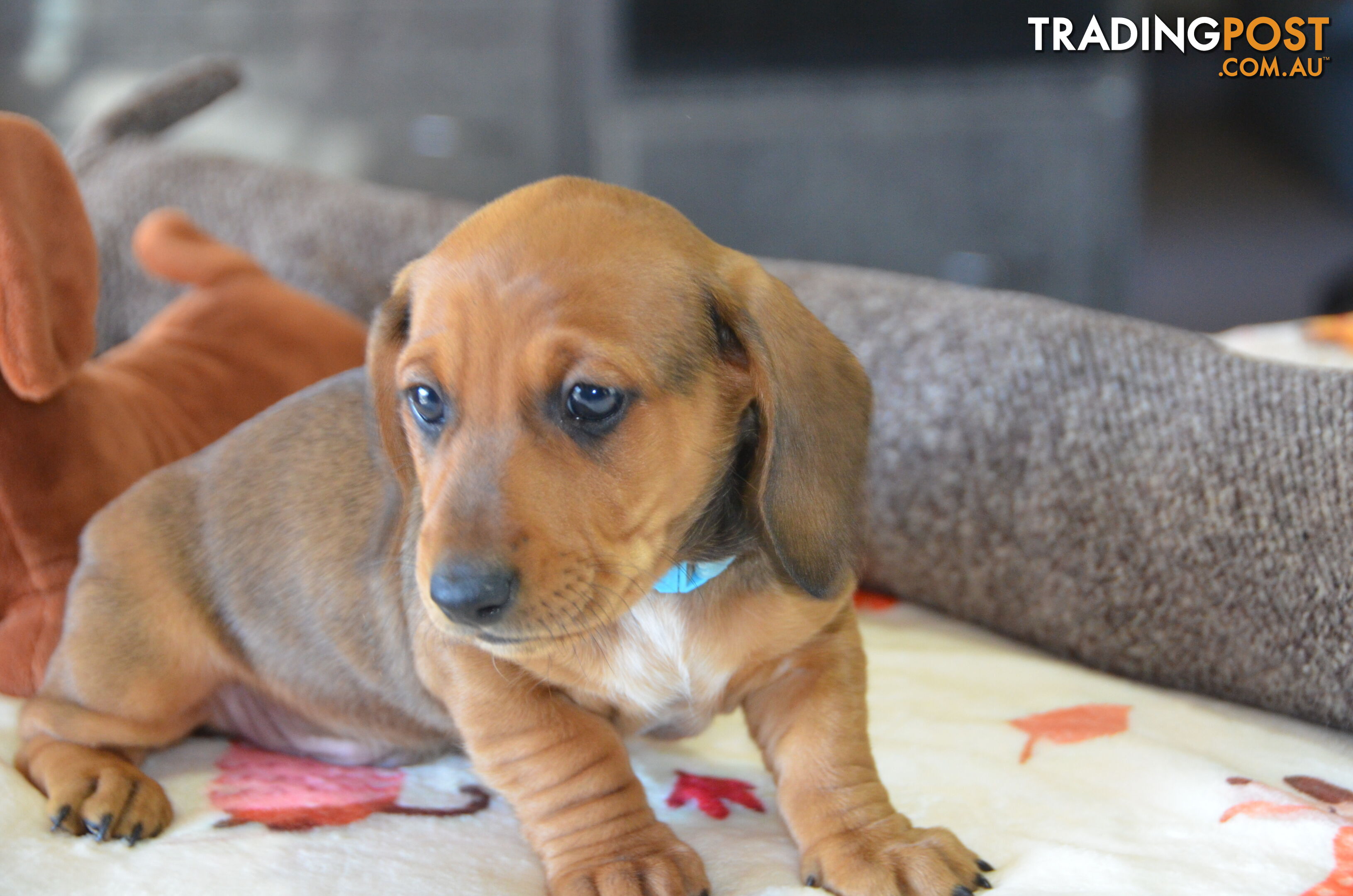 Beautiful Purebred Miniature Dachshund Puppies for Sale.