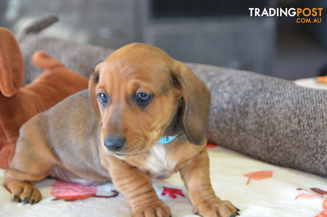 Beautiful Purebred Miniature Dachshund Puppies for Sale.