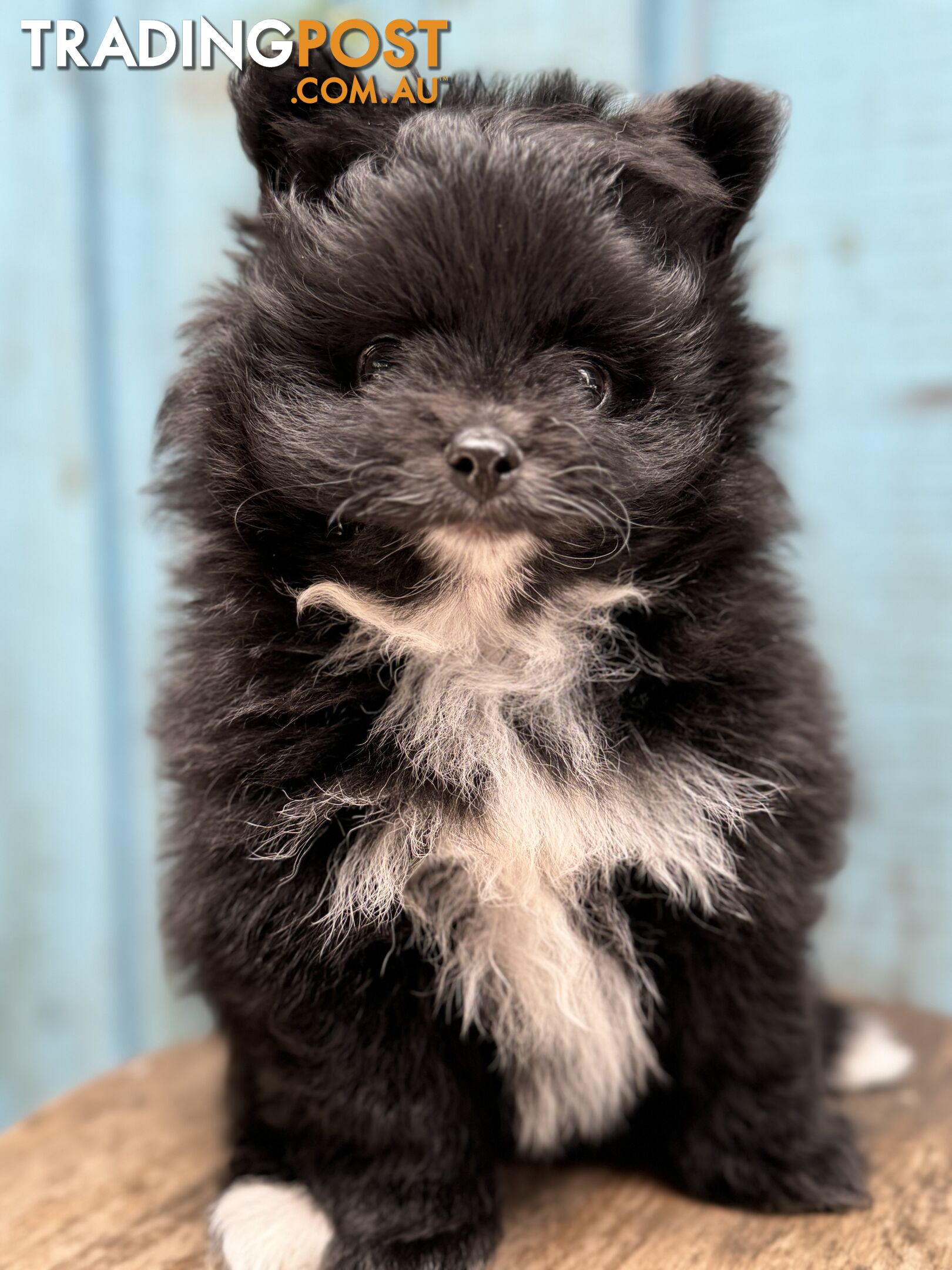 Pomeranian puppies for sale