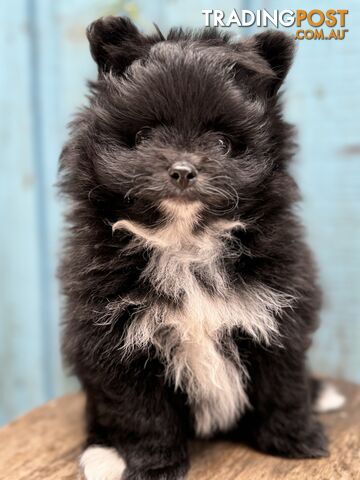 Pomeranian puppies for sale