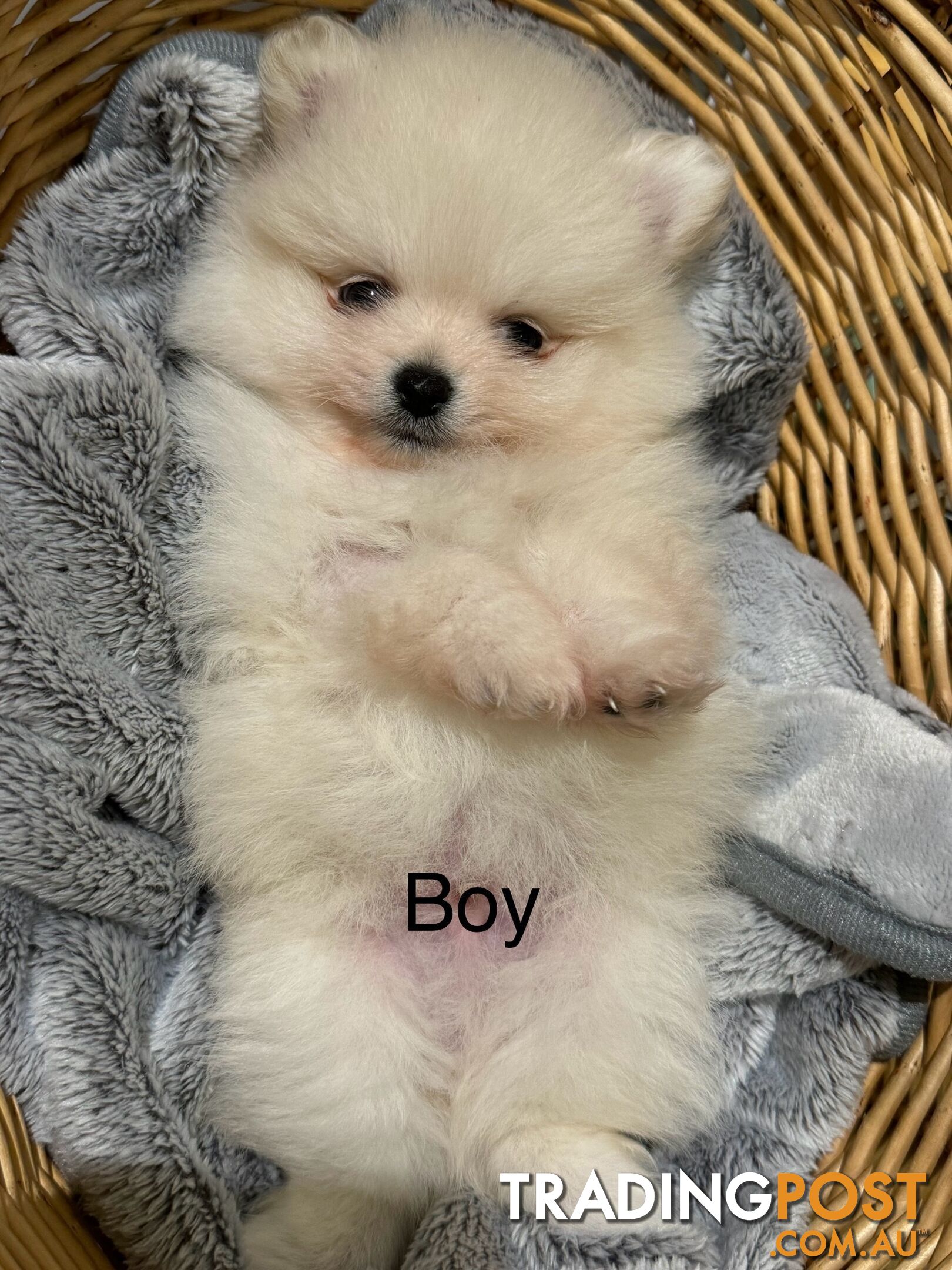 Pomeranian puppies for sale