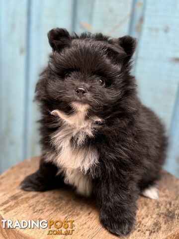 Pomeranian puppies for sale