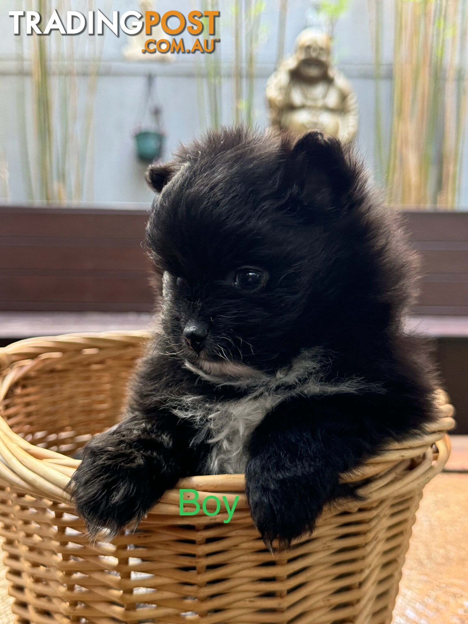 Pomeranian puppies for sale