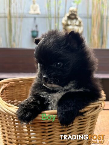 Pomeranian puppies for sale