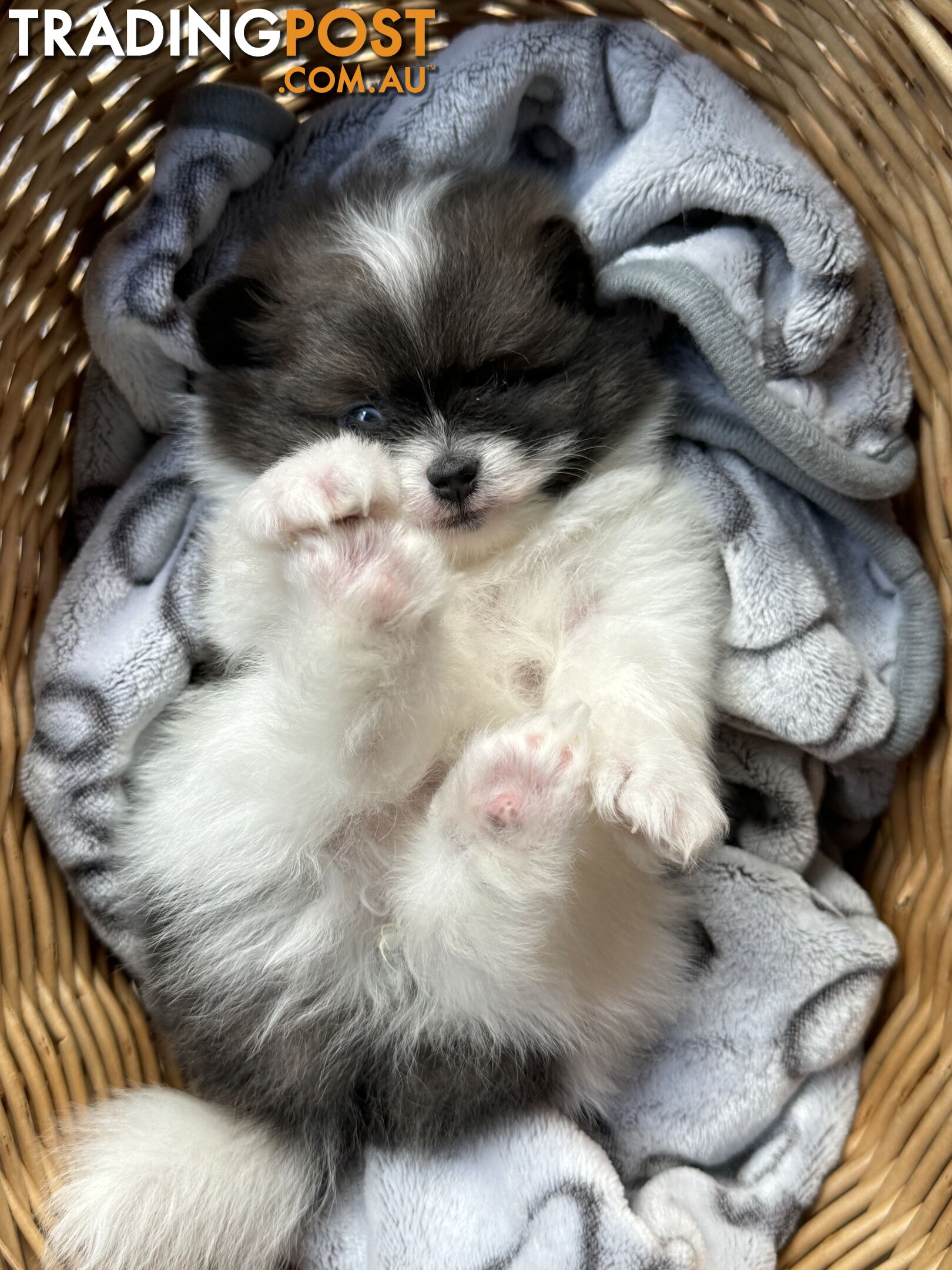 Pomeranian puppies for sale