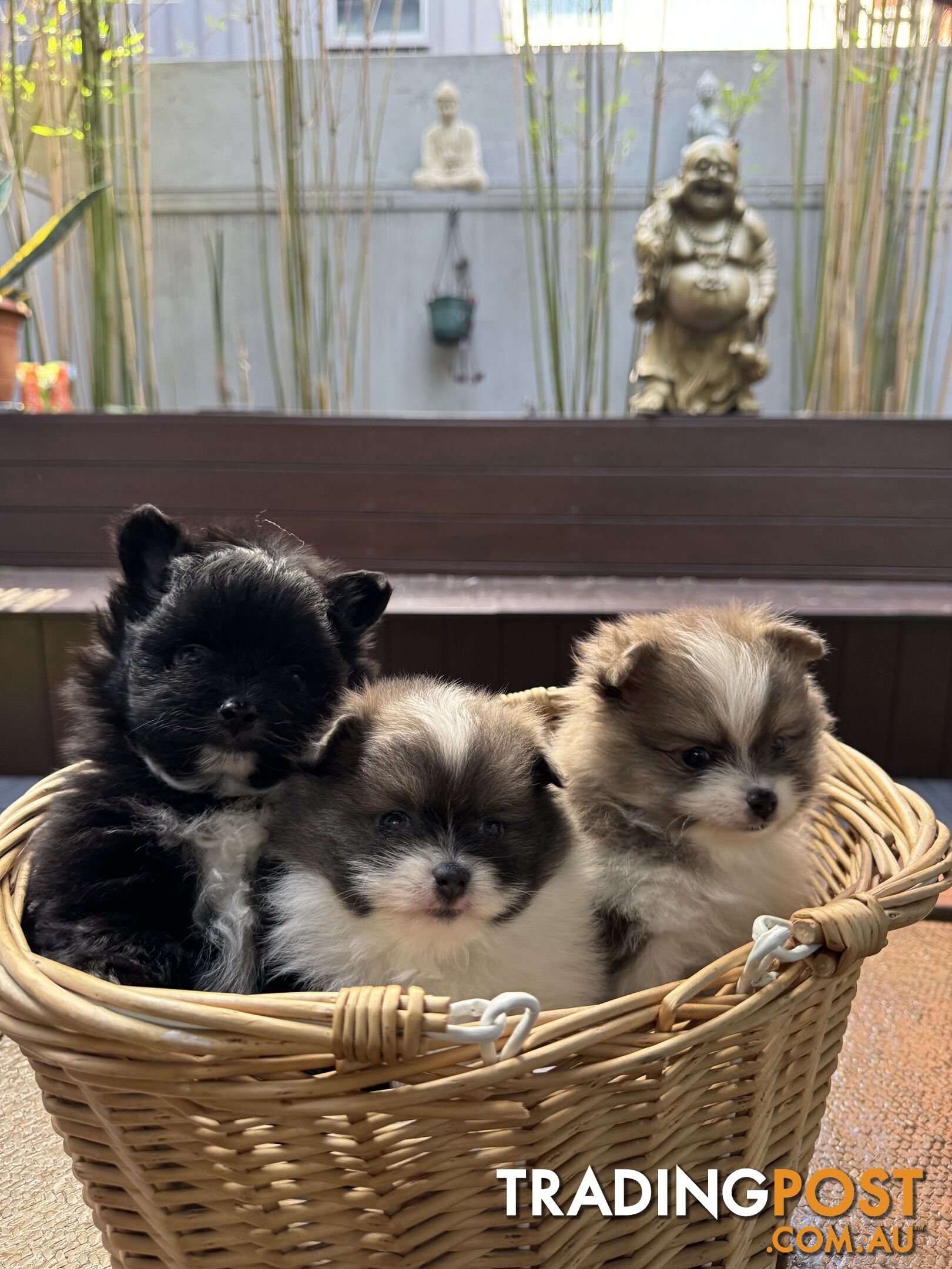 Pomeranian puppies for sale