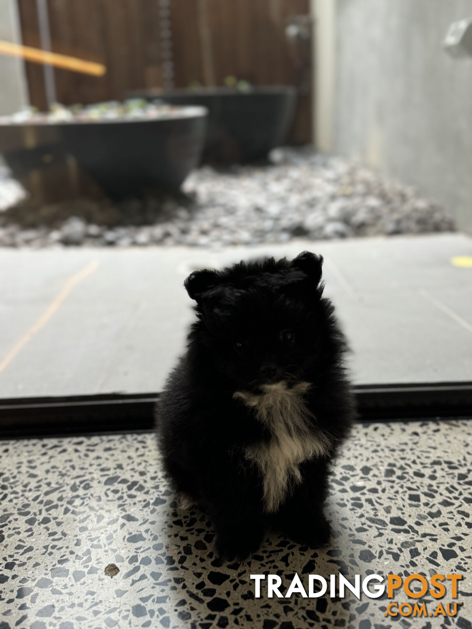 Pomeranian puppies for sale