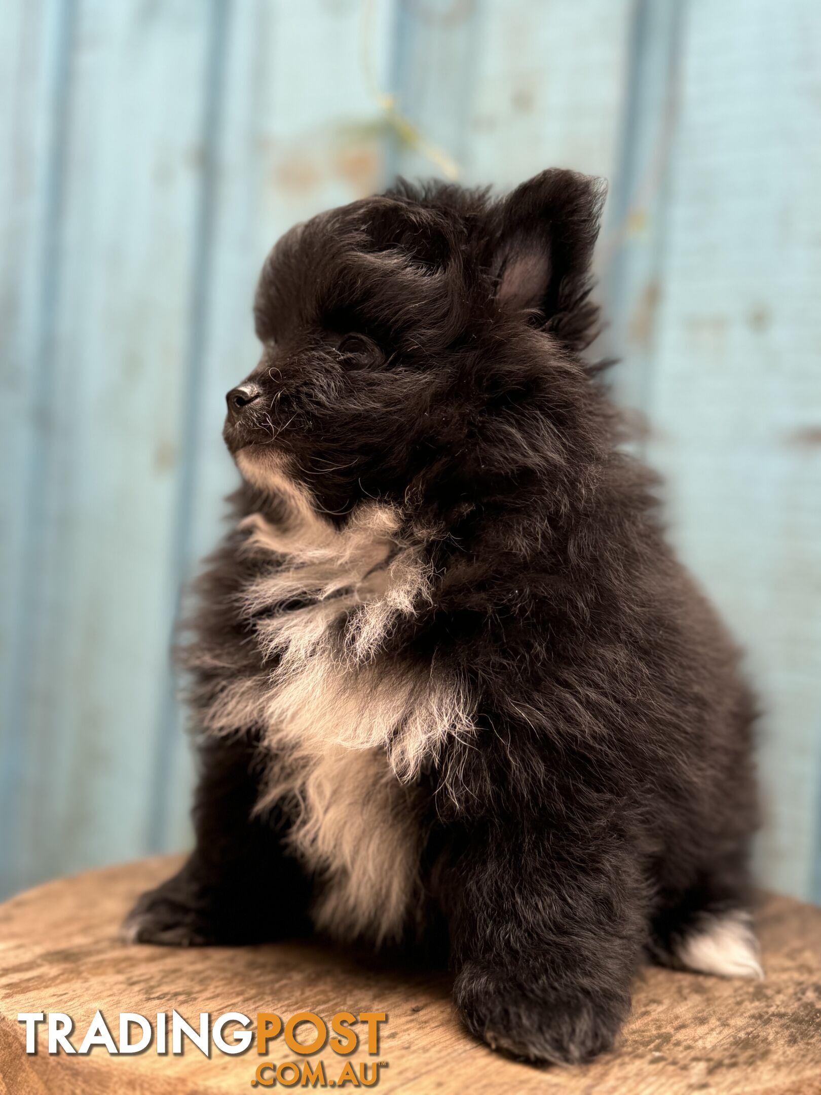 Pomeranian puppies for sale