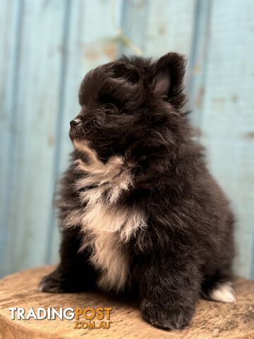 Pomeranian puppies for sale