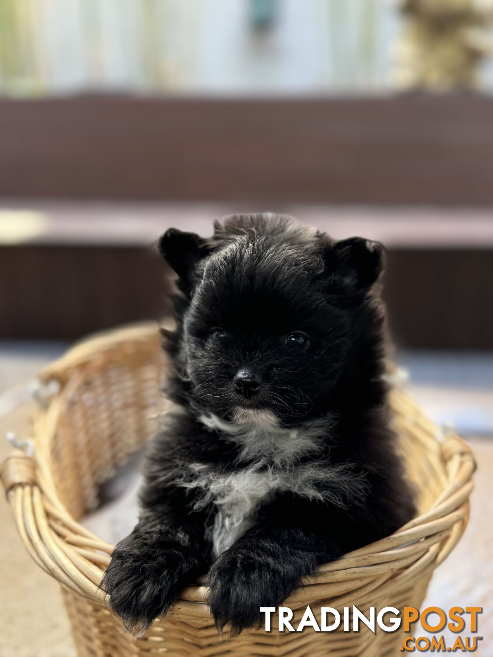 Pomeranian puppies for sale