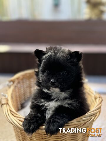 Pomeranian puppies for sale