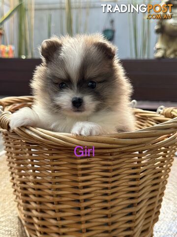 Pomeranian puppies for sale