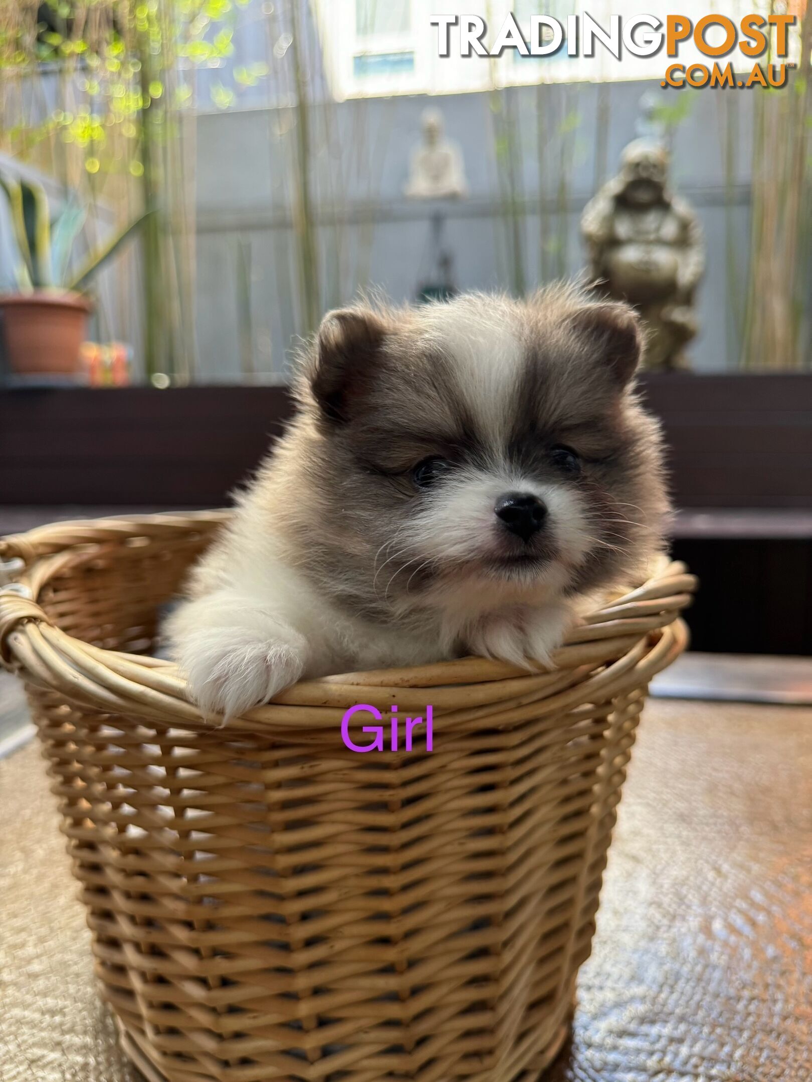 Pomeranian puppies for sale