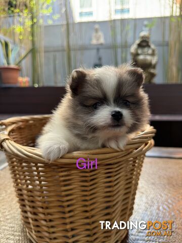 Pomeranian puppies for sale