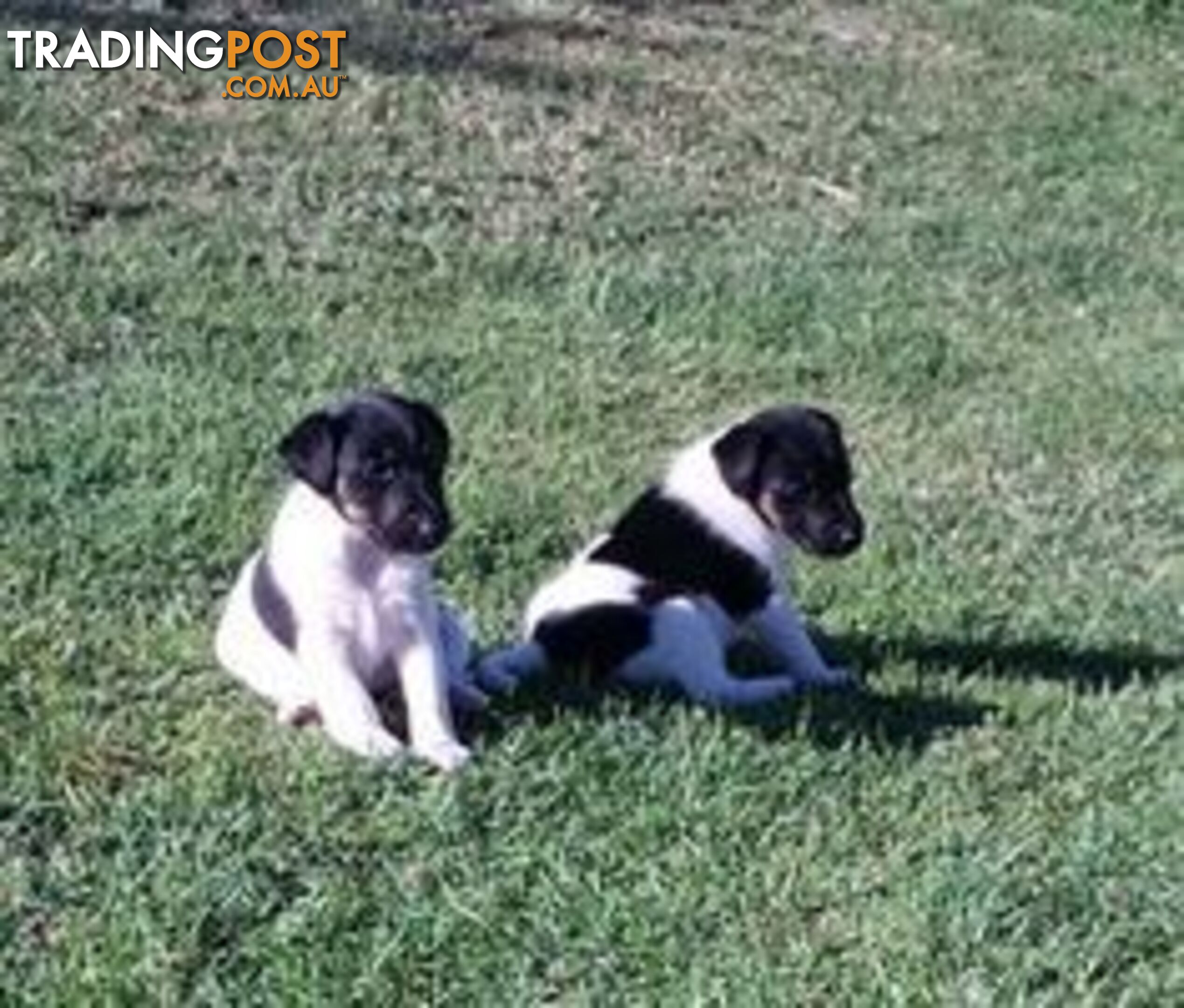 Fox Terrier (Smooth) Puppies
