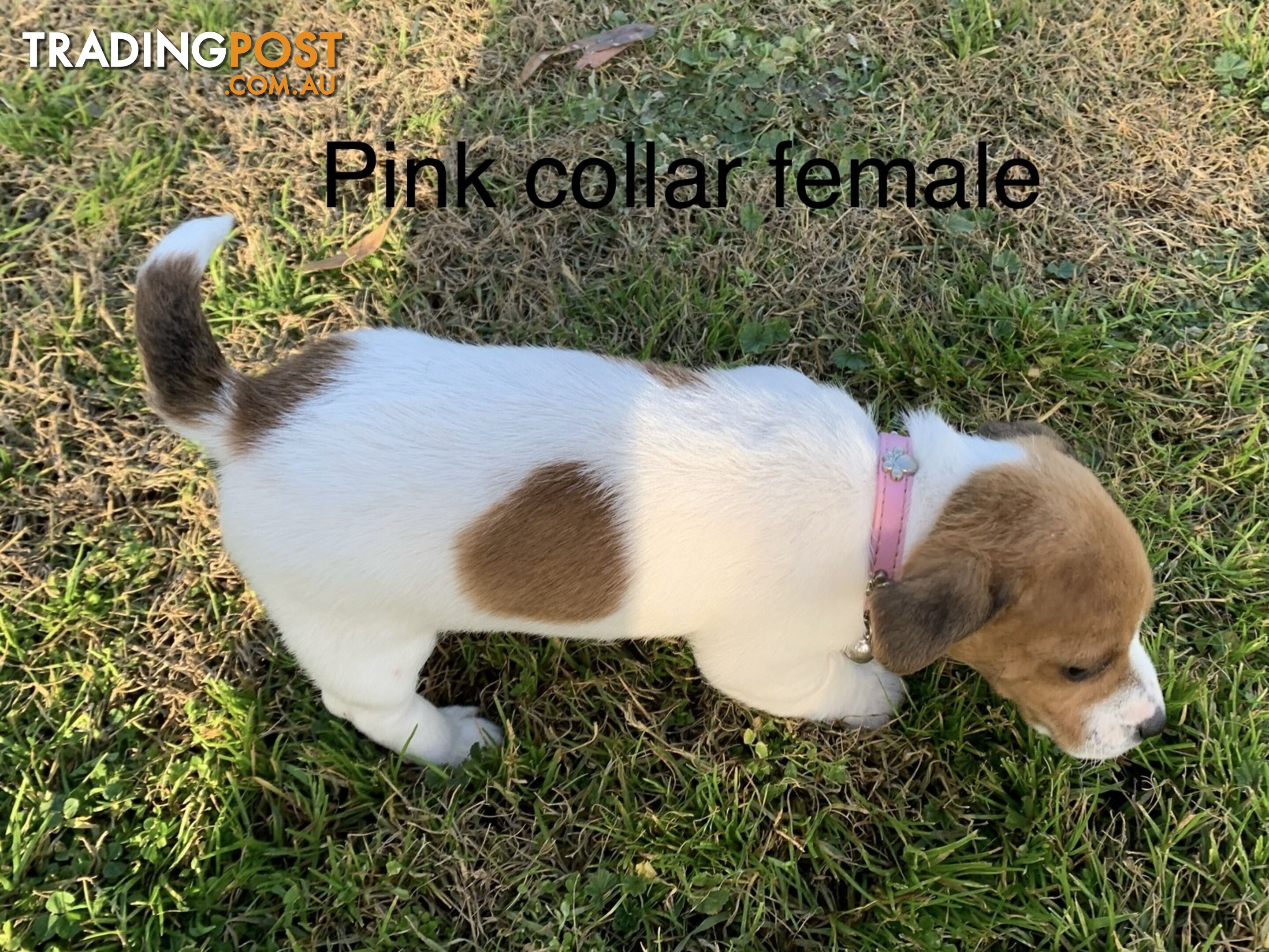 Pure bred Jack Russell puppies