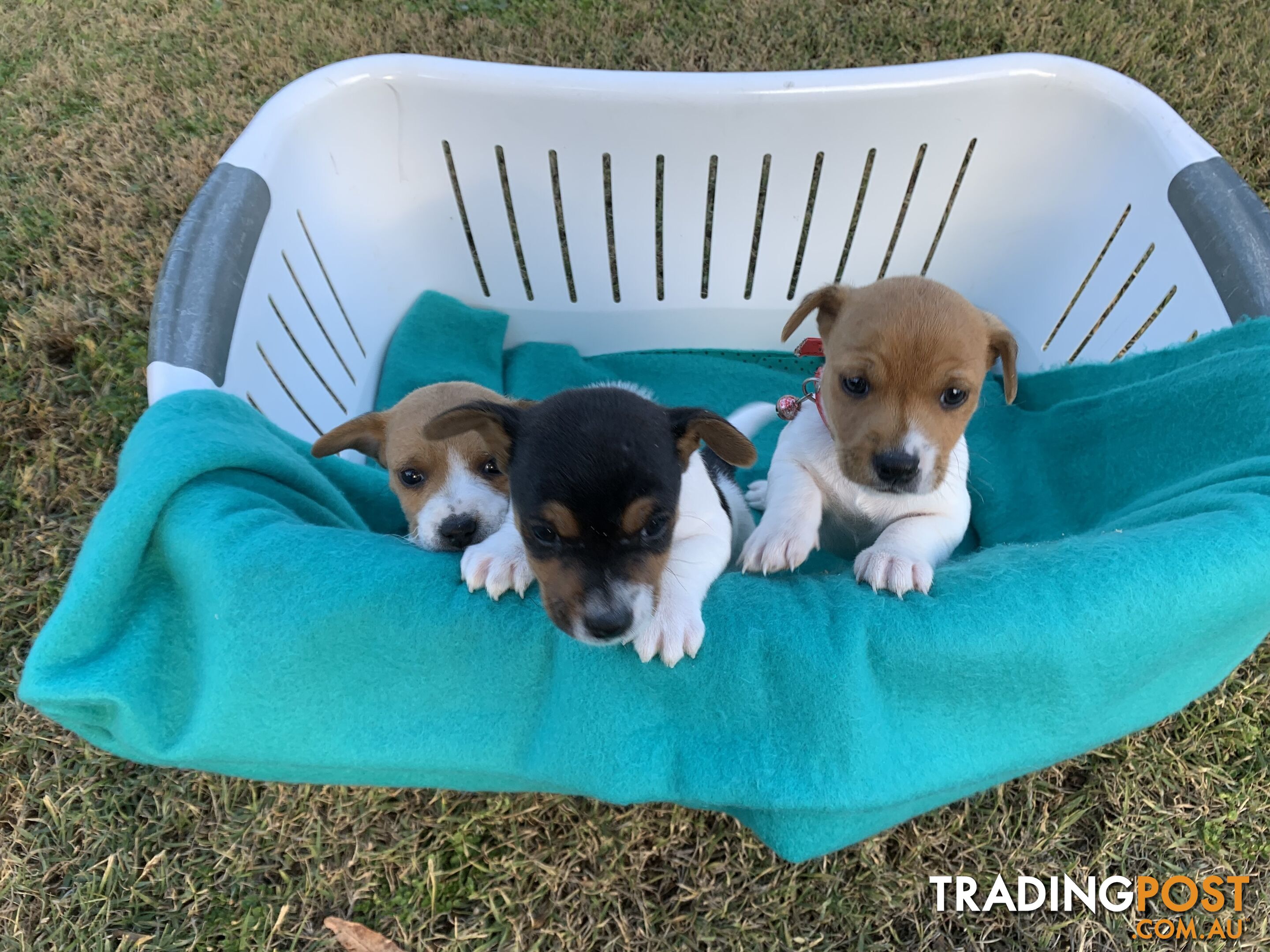 Pure bred Jack Russell puppies