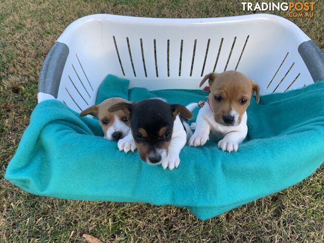 4 x pure bread Jack Russell puppies